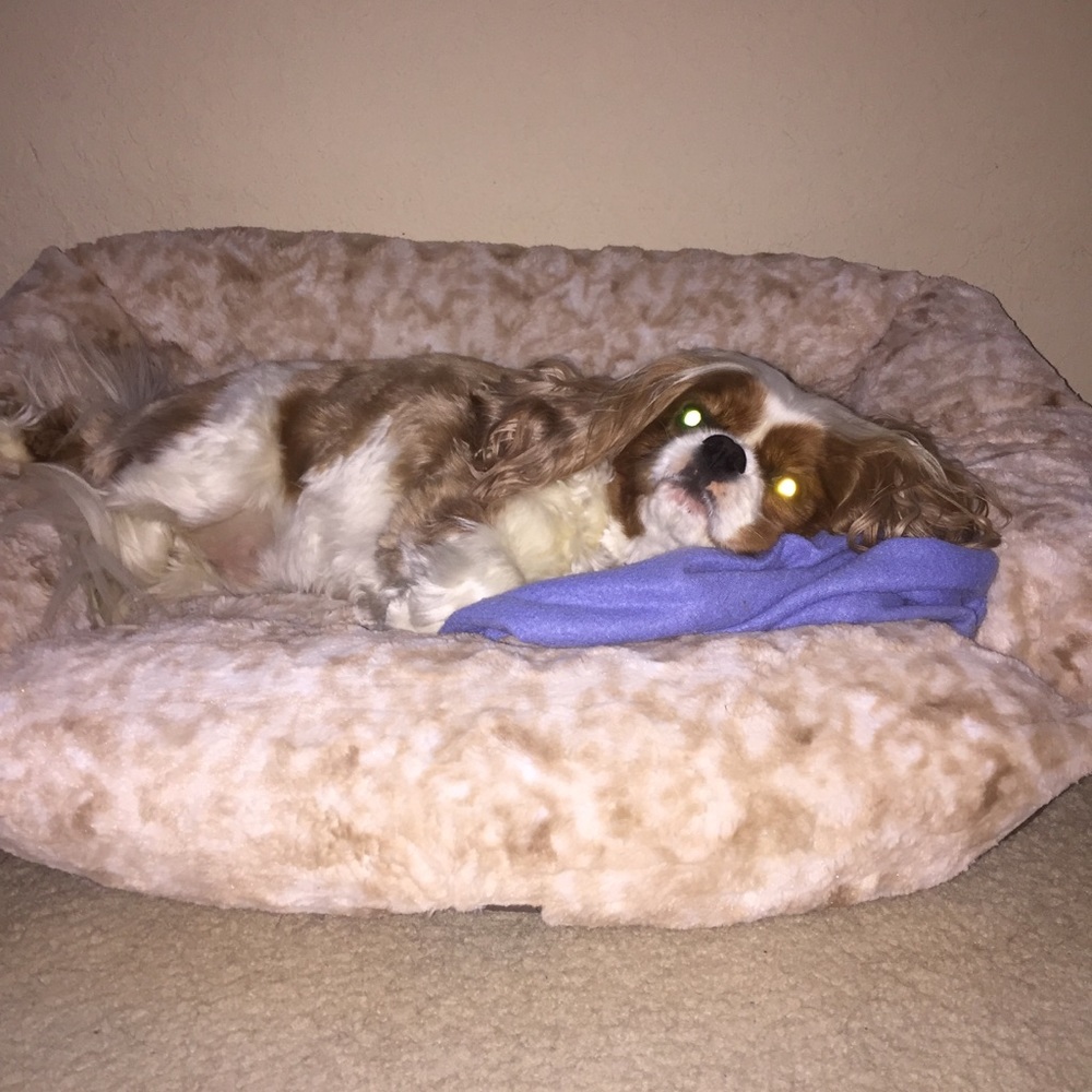 Meet your Posher, Samantha